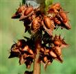  Mature flowers in a whorl